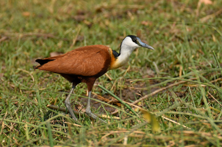 african jacana tours