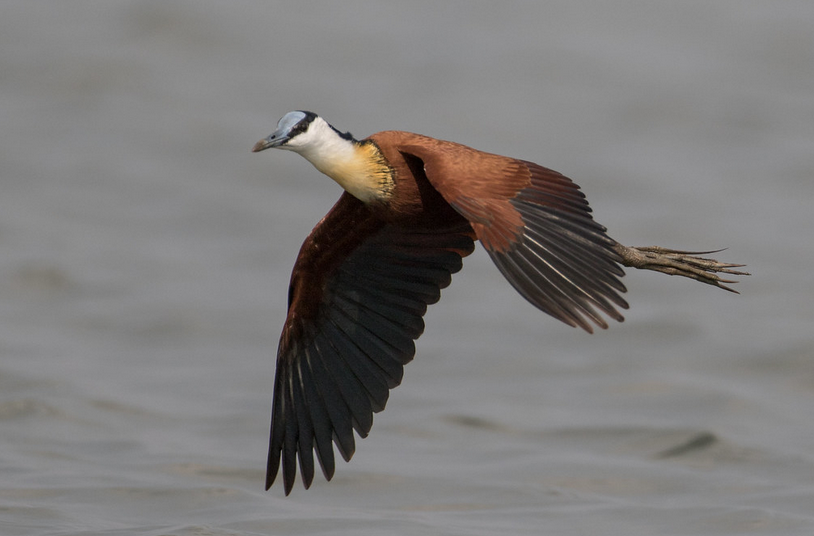 african jacana tours